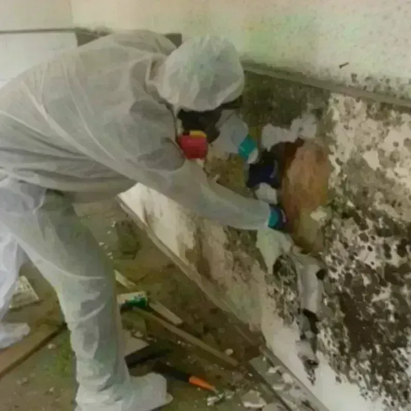 Mold Remediation and Removal in Tye, TX